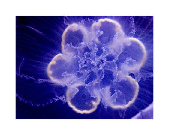 AED_3102NY_Aquarium.jpg