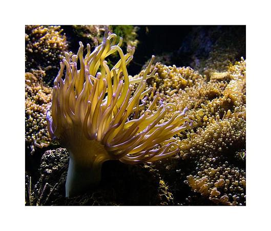 AED_3086NY_Aquarium.jpg