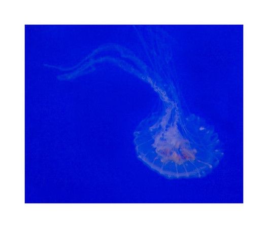 AED_3116NY_Aquarium.jpg