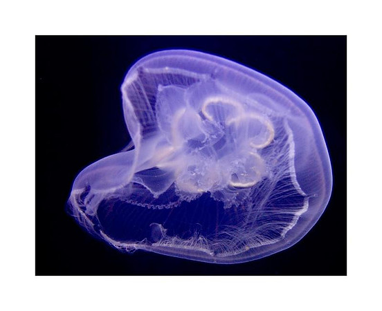 AED_3099NY_Aquarium.jpg