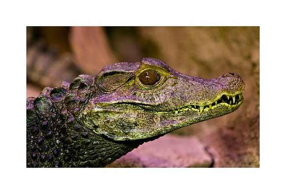 AED_3141NY_Aquarium.jpg