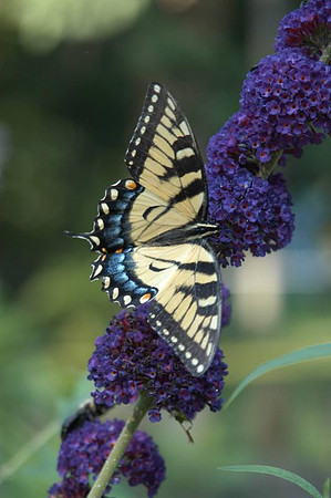buddleia and swallowtail