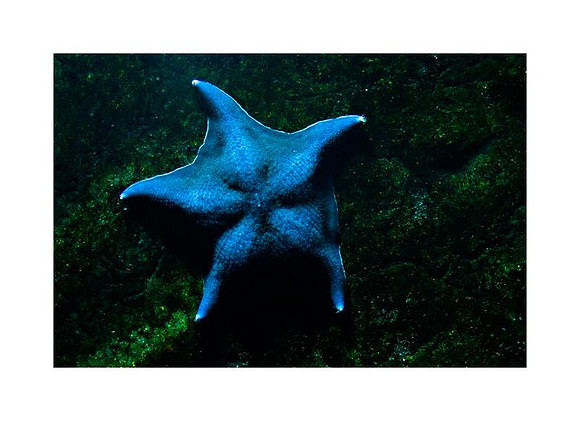 AED_3216NY_Aquarium.jpg