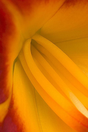 daylily anthers