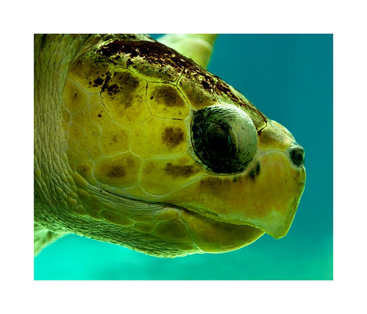 AED_3200NY_Aquarium.jpg