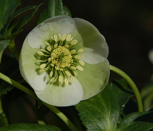 Hellebore.jpg