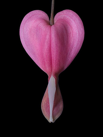 bleeding heart black