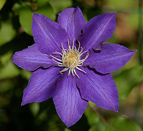 clematis - mr. president