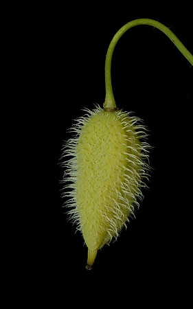 celandine poppy seedpod