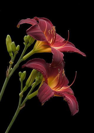 daylily 2