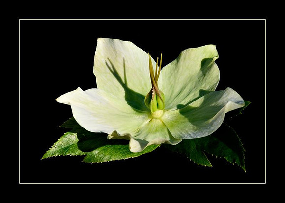 fertilized hellebore
