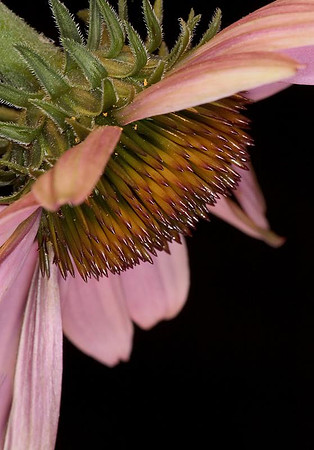 echinacea 5