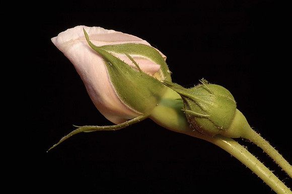 rosebud -  new dawn