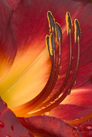 drippy anthers