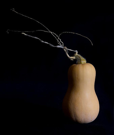 butternut from the garden