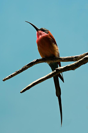 BZ-bird-2.jpg