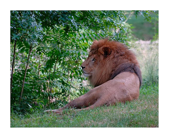 lion