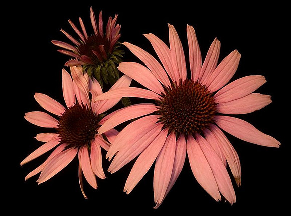 echinacea