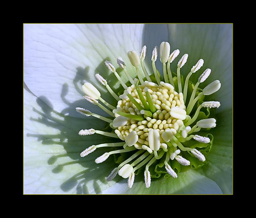 hellebore-4.jpg