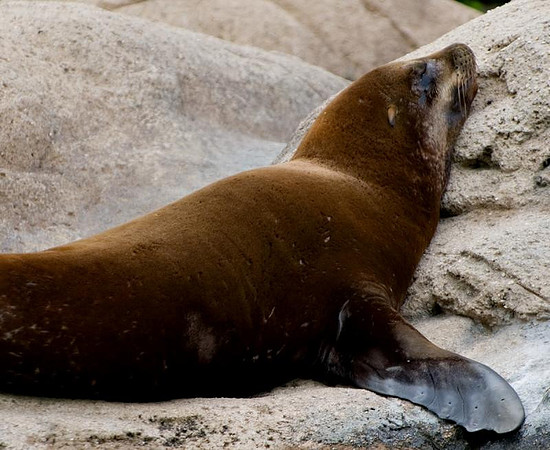 lazin seal