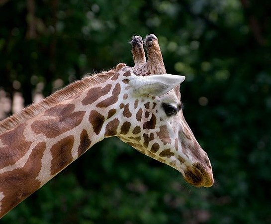 giraffe.jpg
