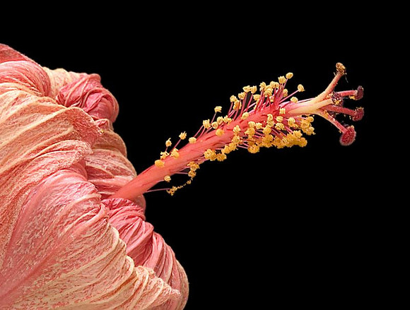 hibiscus 2