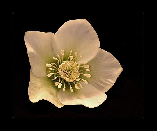 hellebore