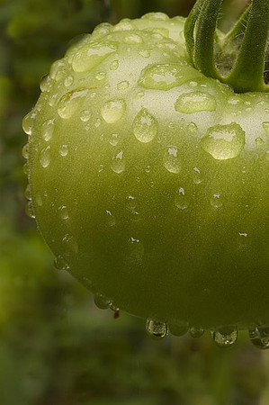 green tomato - rainy july day
