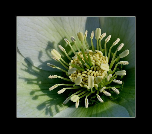 stamen shadow