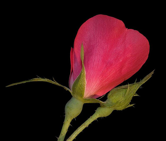 Rose 'knockout'