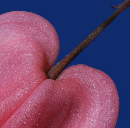 dicentra spectabilis