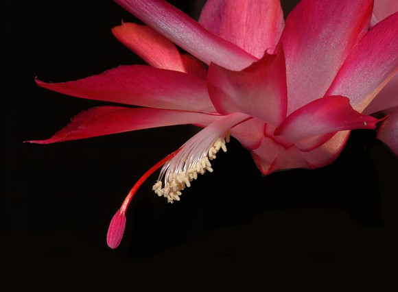 christmas cactus