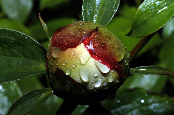 peony bud
