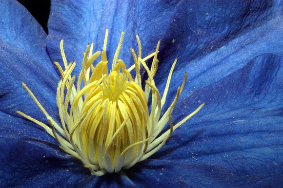 clematis