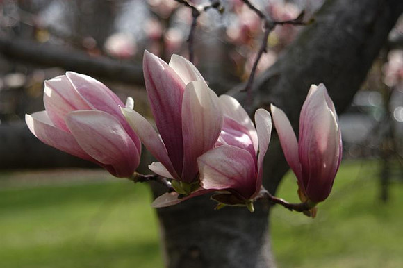 magnolia