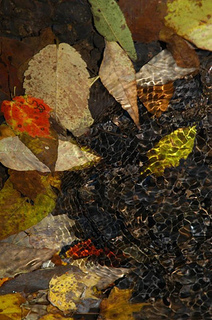 watchung stream autumn 1