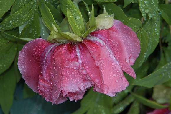 moisture laden tree peony