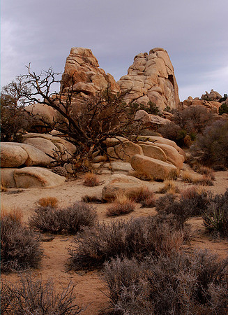 joshua tree 1