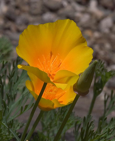 california-poppies-2.jpg