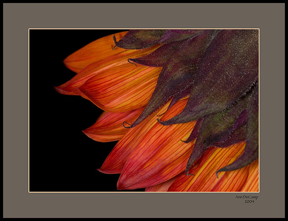 sunflower 3