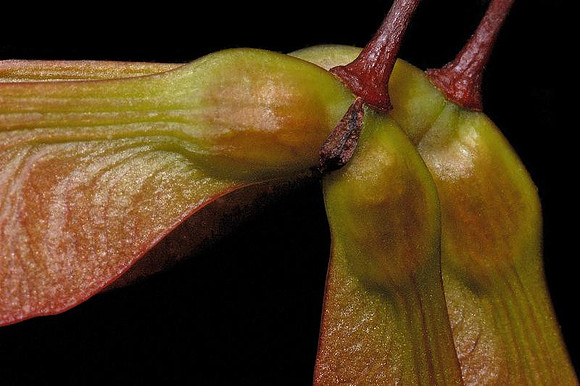 maple samaras