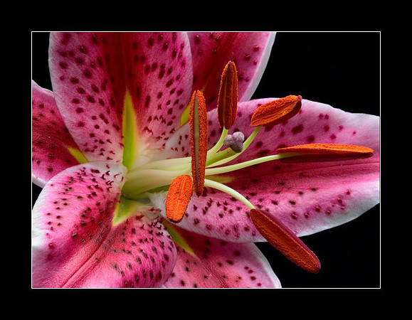 stargazer anthers