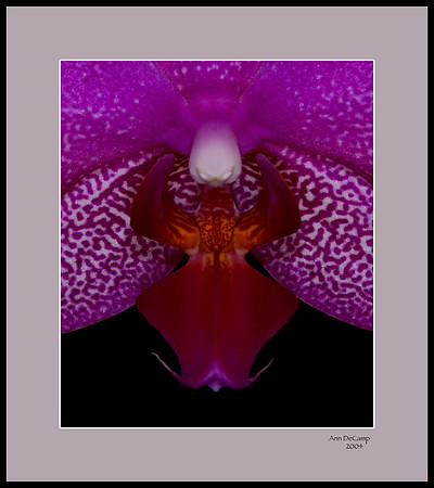 phalenopsis 2