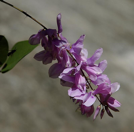 lavender-flower-bee.jpg