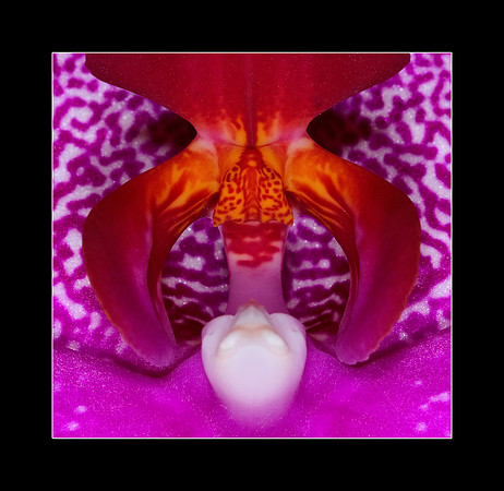 phalenopsis close up.jpg