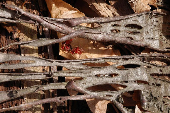 lacy bark