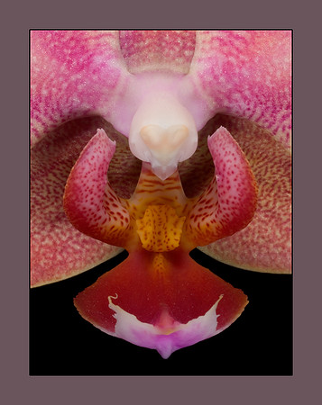 phal 3