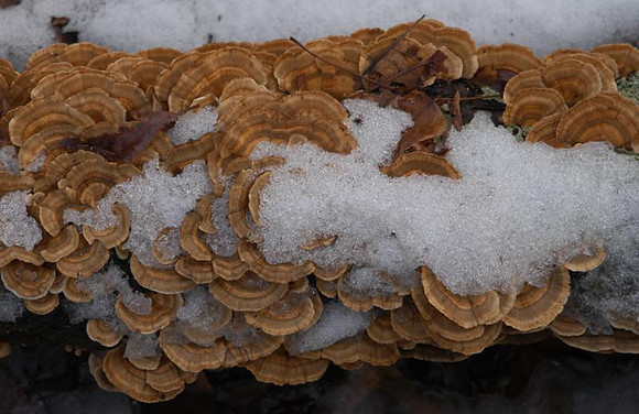snowy lichen great swamp