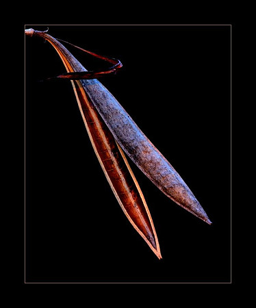 trumpet creeper seedpod