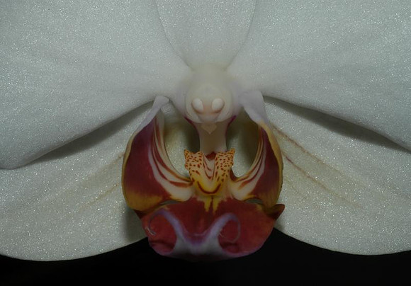 phalenopsis orchid